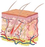 皮肤细胞结构图