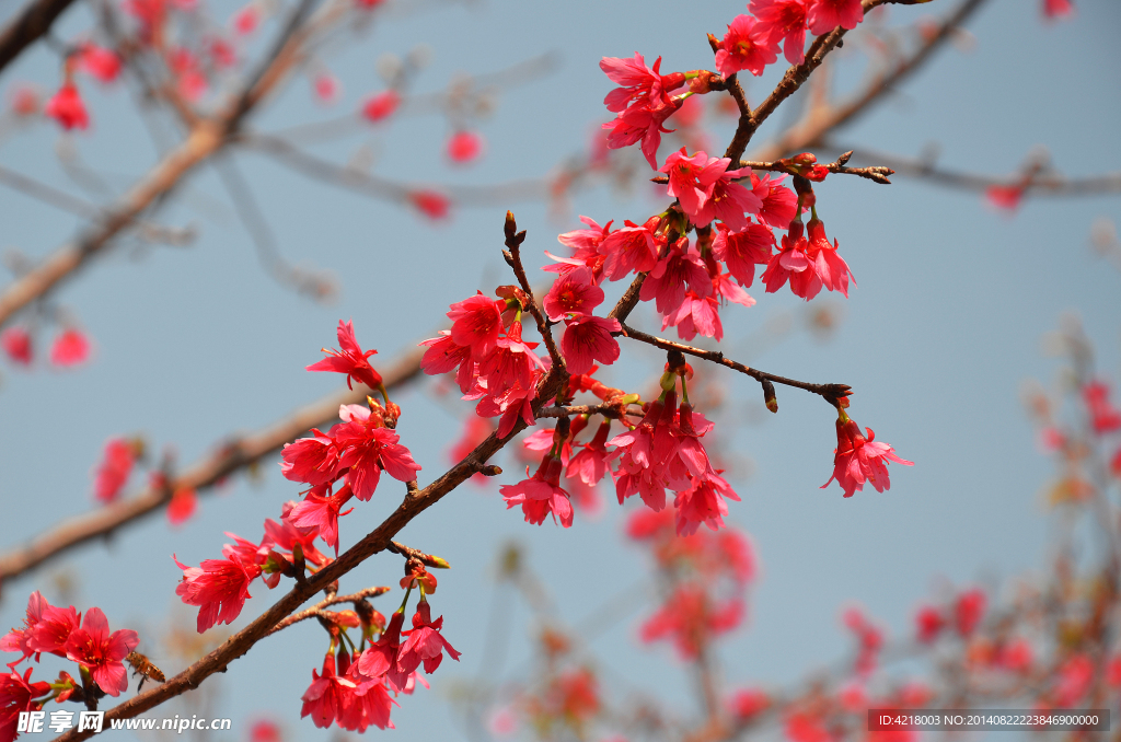 樱花