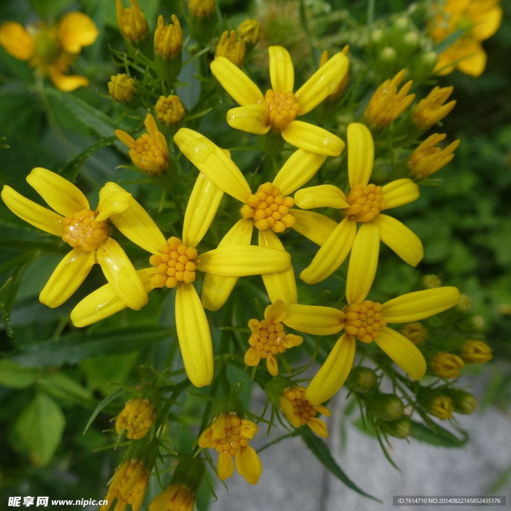 蒙山野花