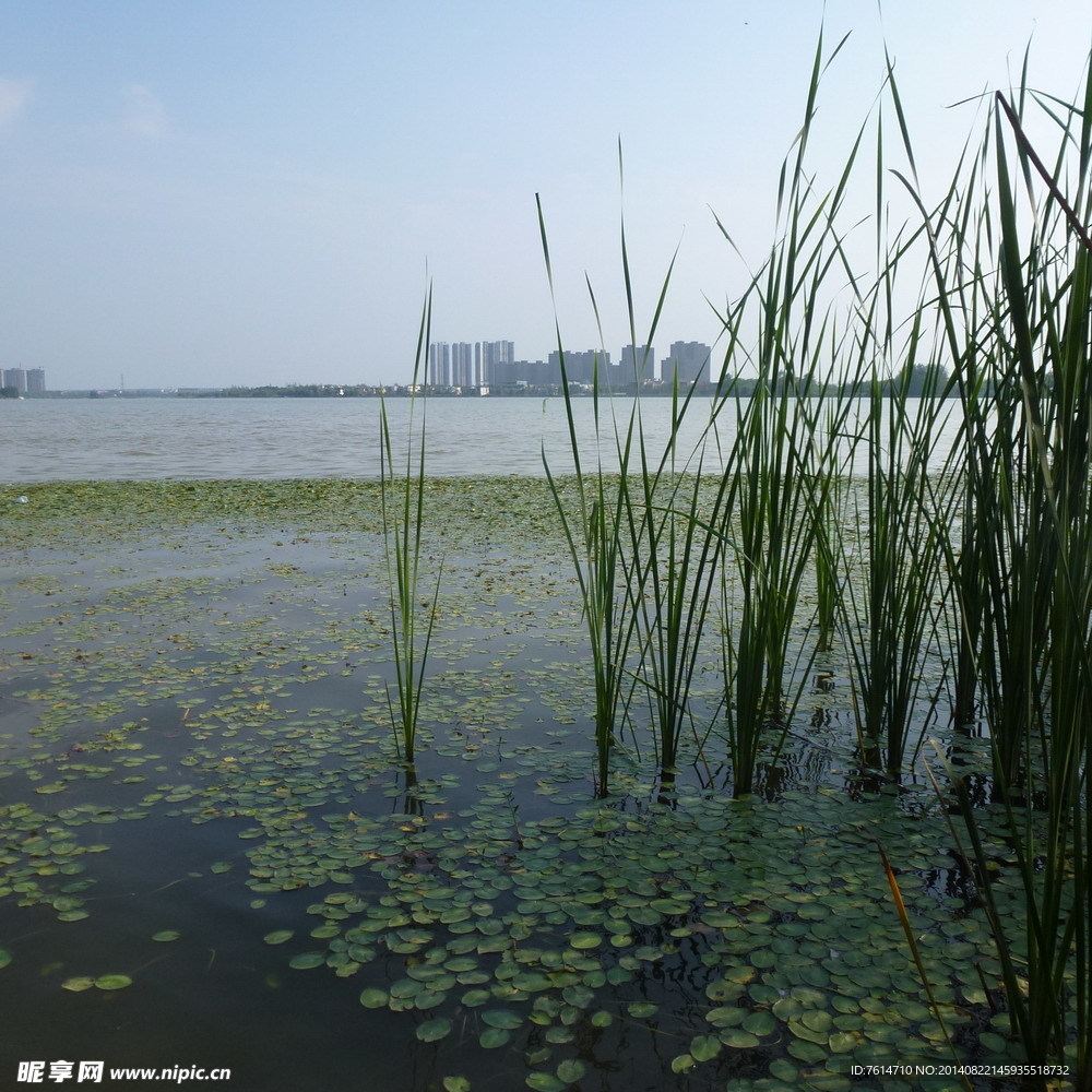 水生植物