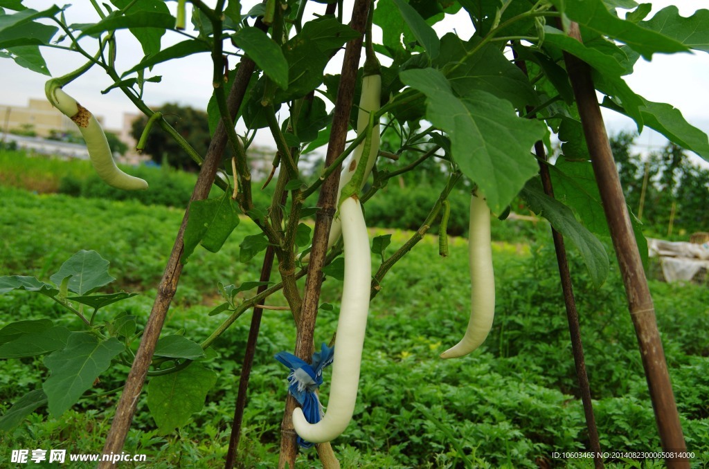白茄子