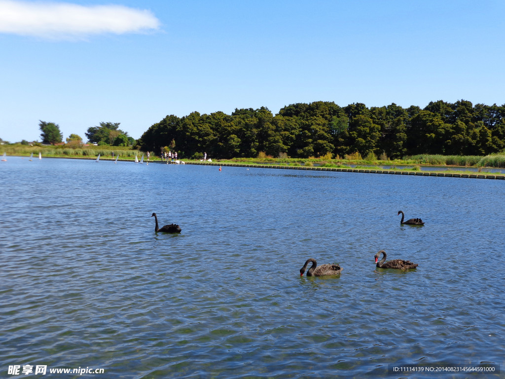 新西兰野鸭湖风光