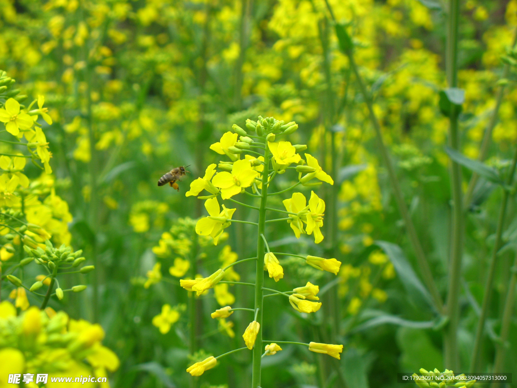 油菜花