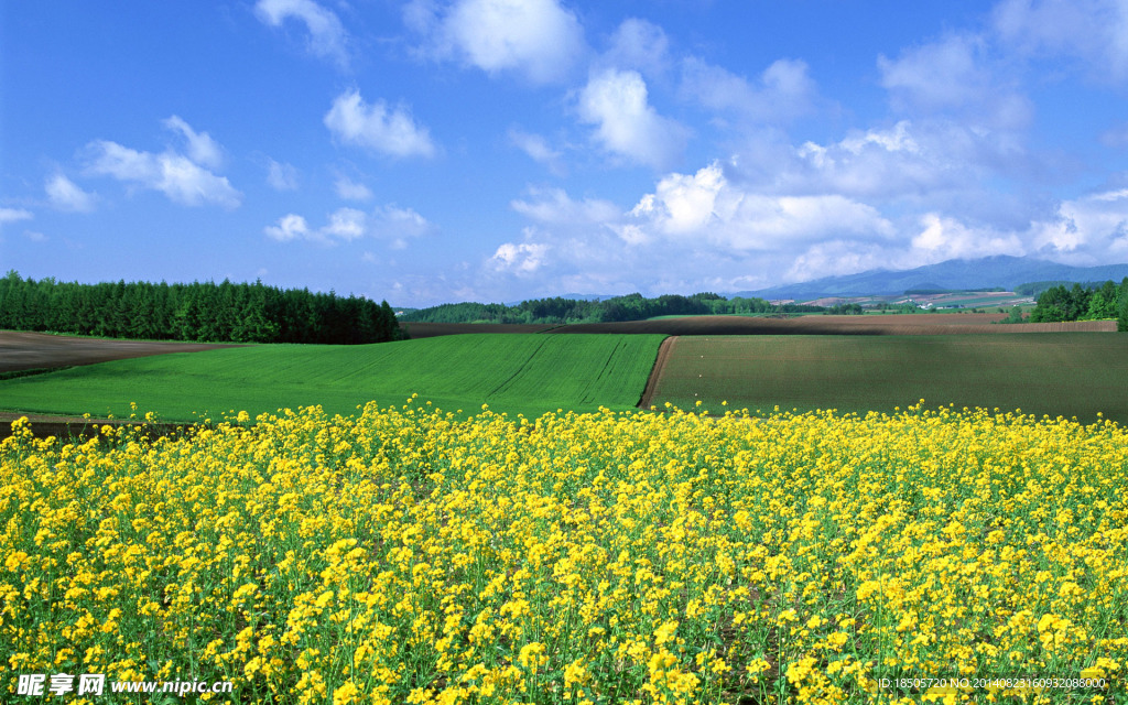 油菜花田景色