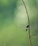 蜻蜓