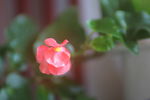 小花