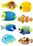 海洋生物 鱼