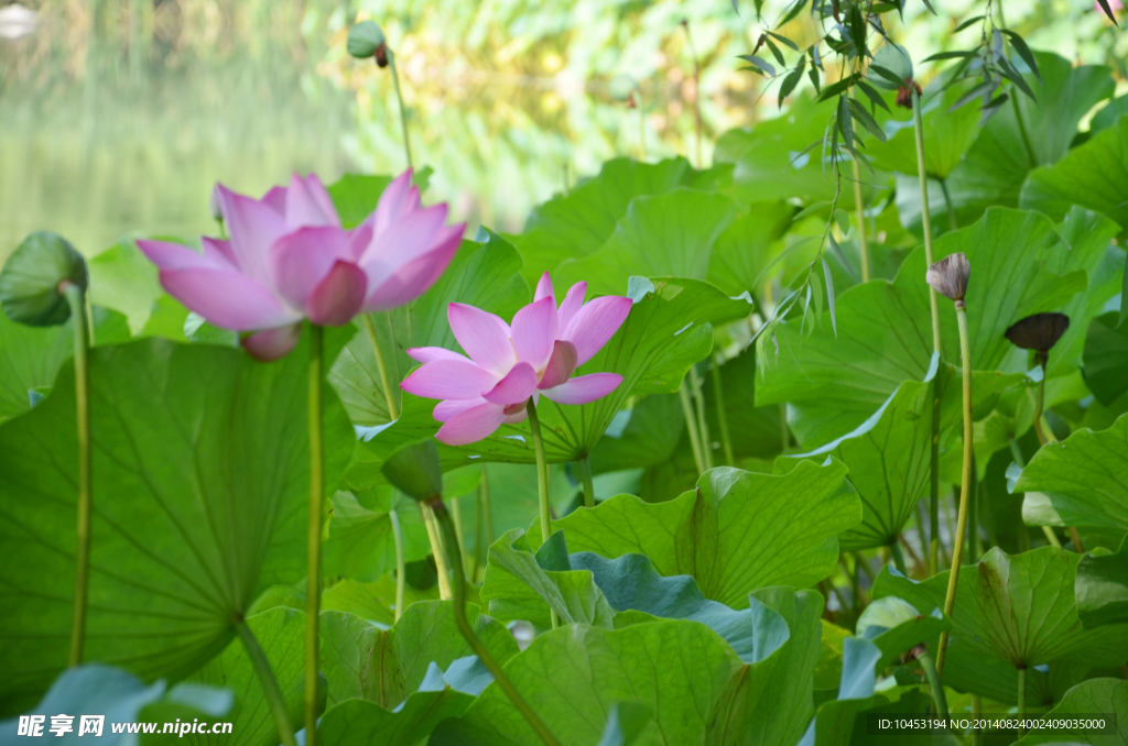 荷花