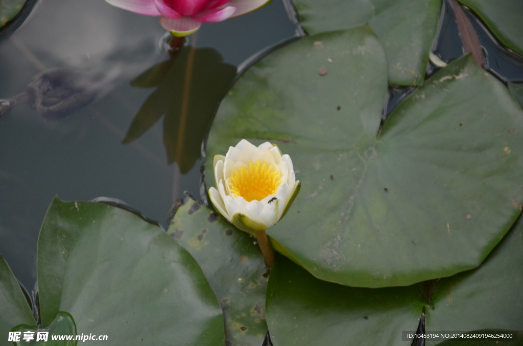 莲花
