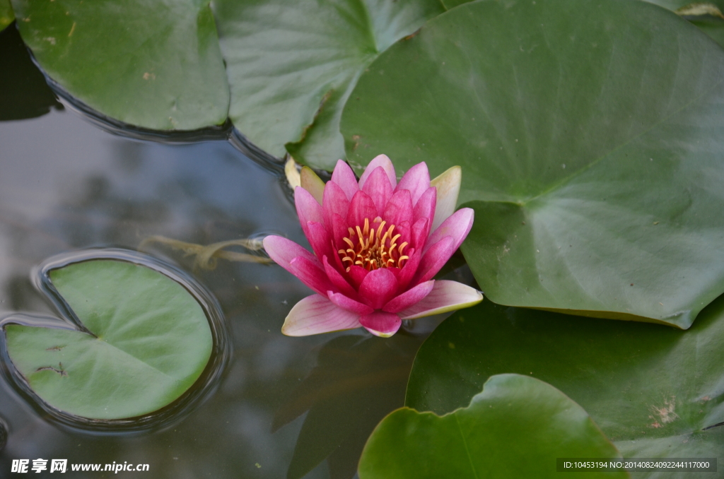 水莲花