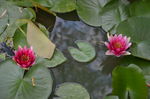 水莲花