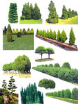 松树
