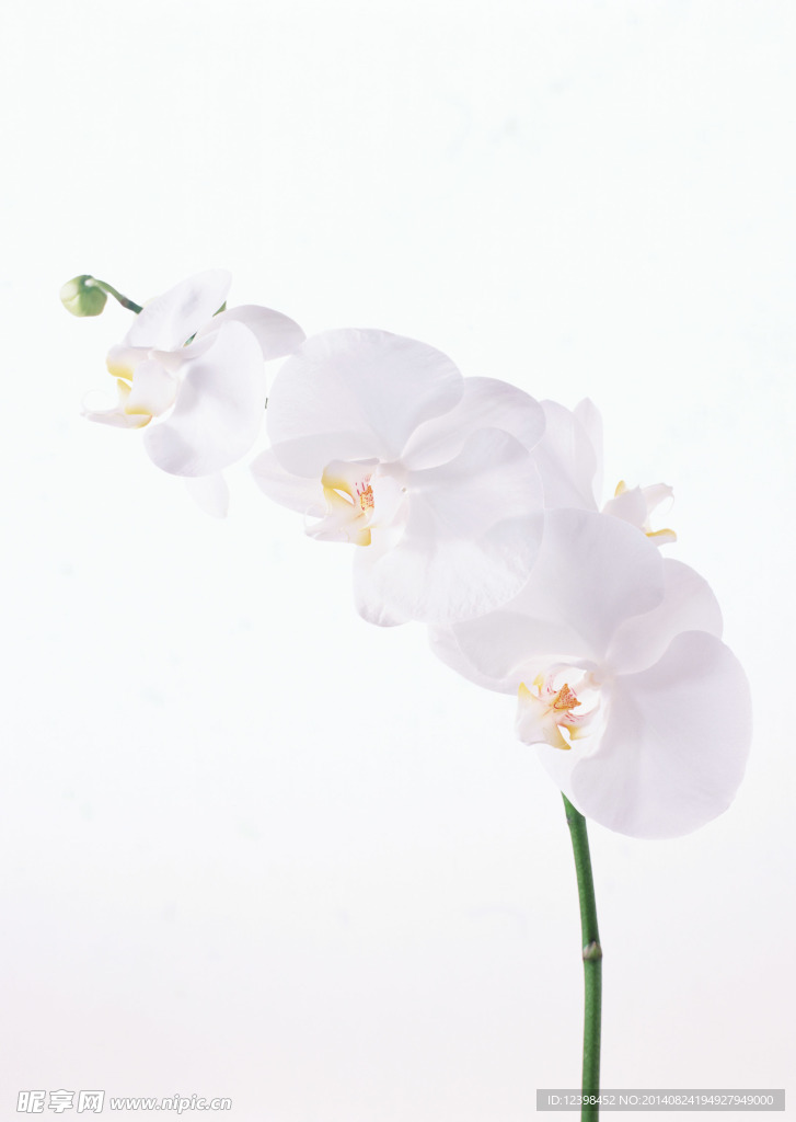 白水仙