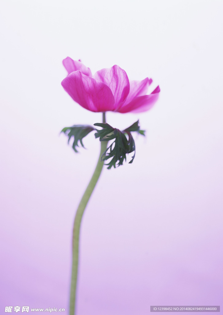 红色花朵