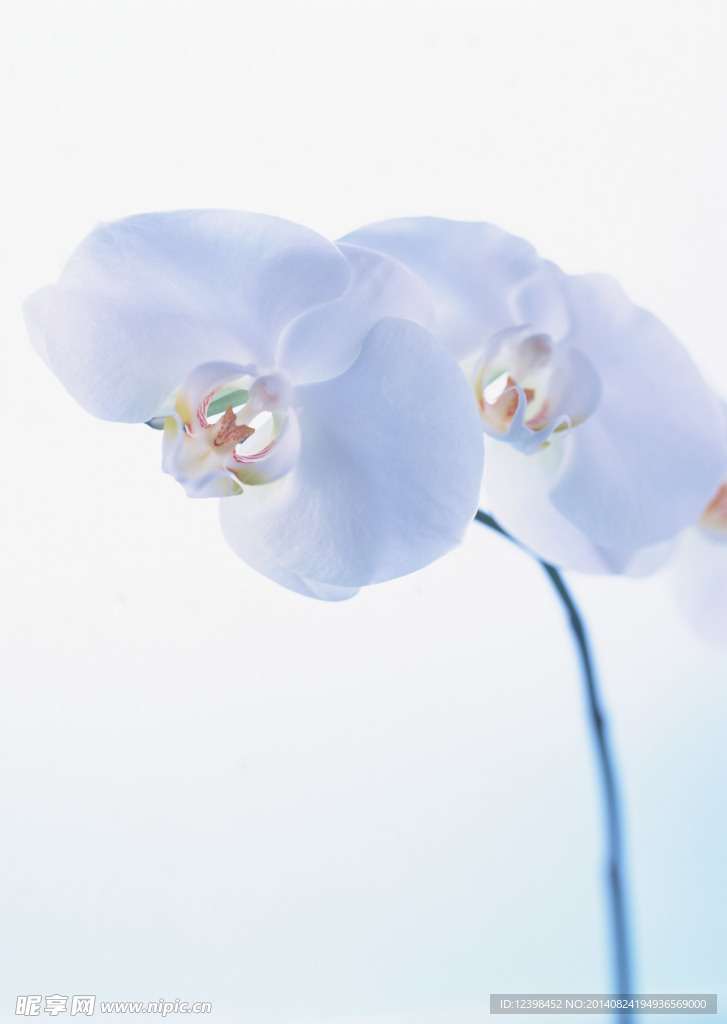 白花
