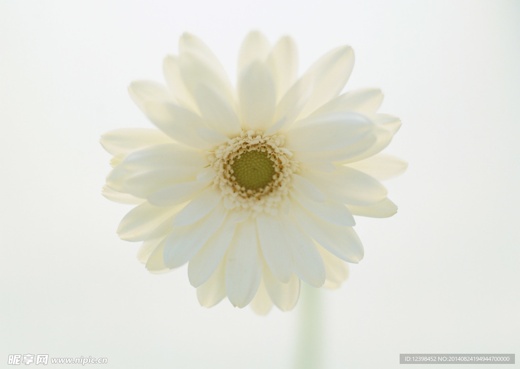 白色菊花