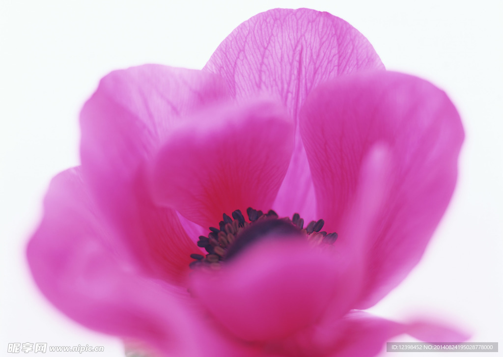 红花