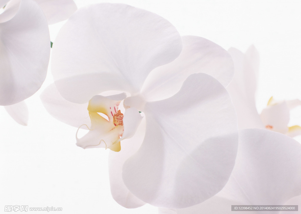 白色鲜花