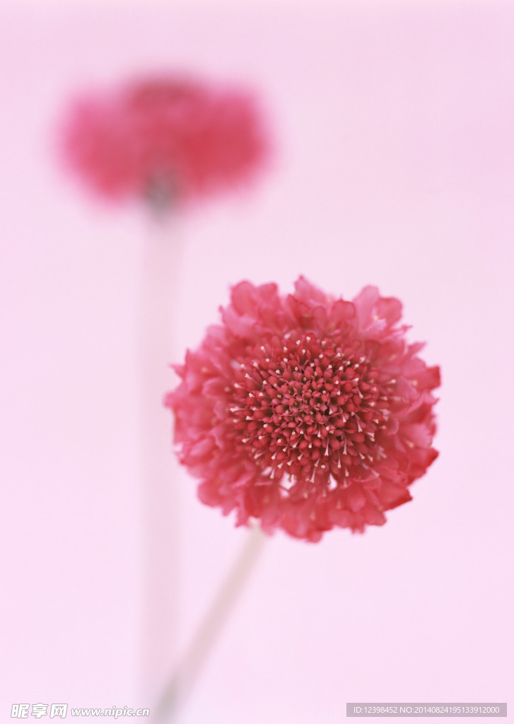 红球花