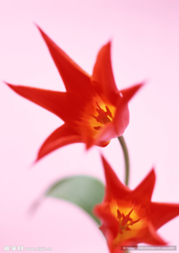 火红的花