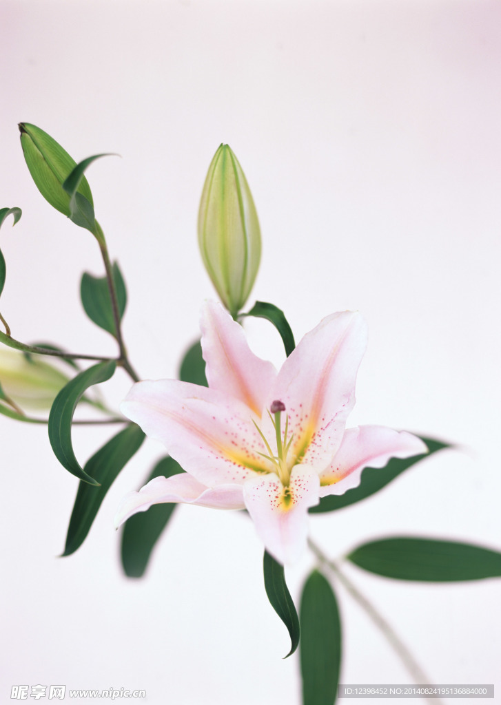 水仙花
