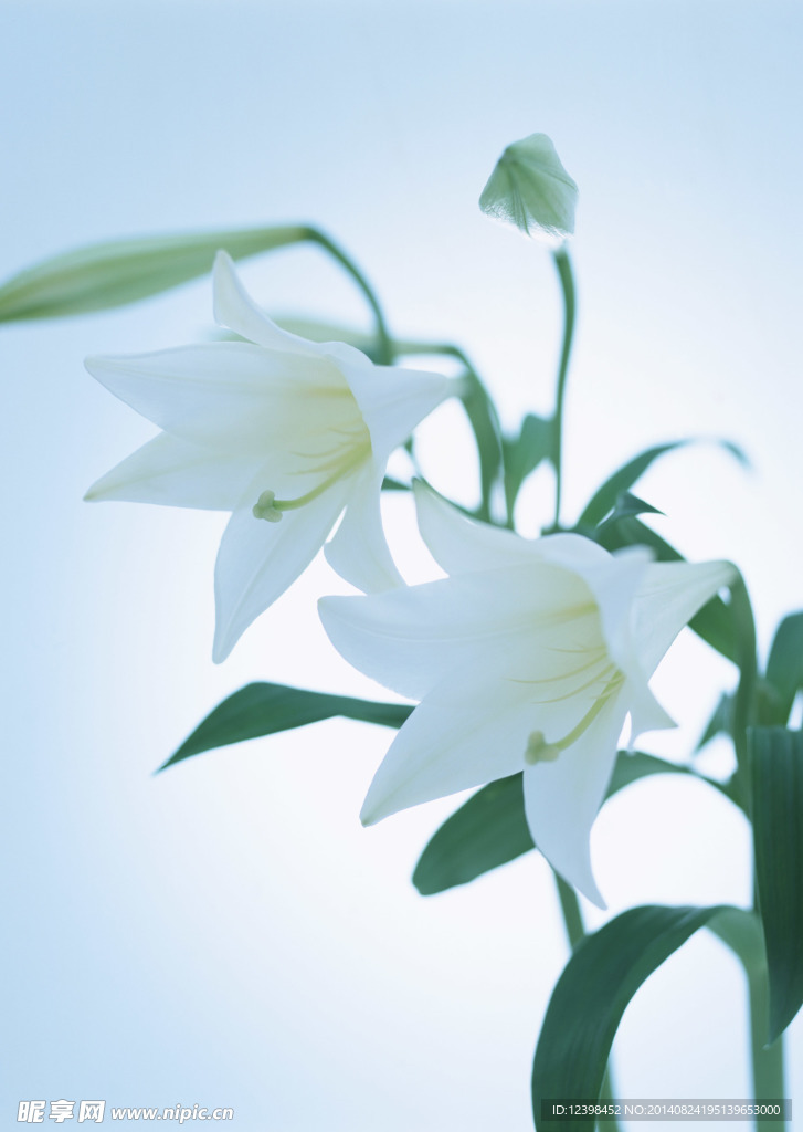 百合