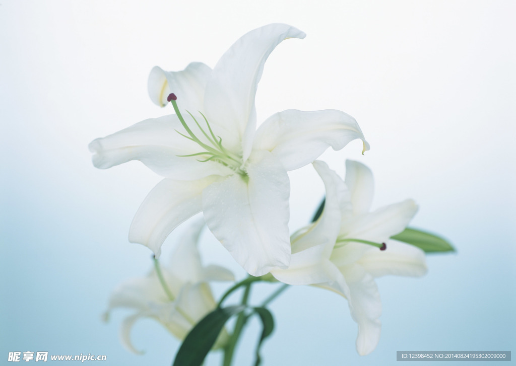 百合