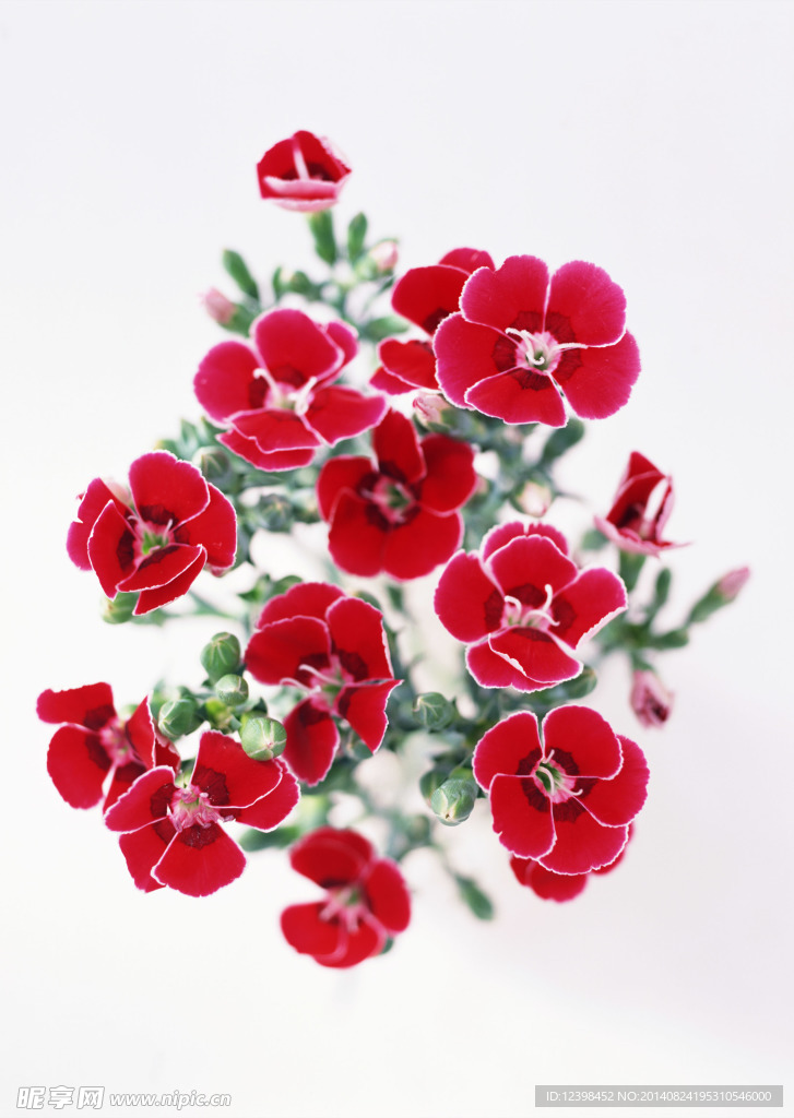 鲜艳红花