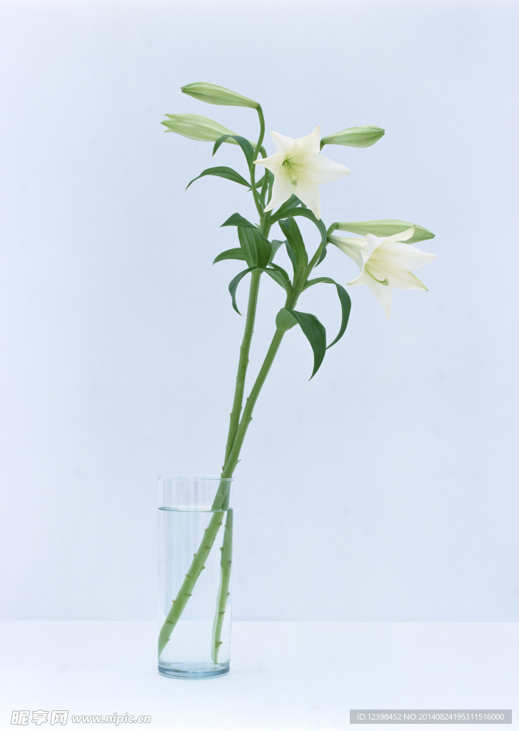 百合