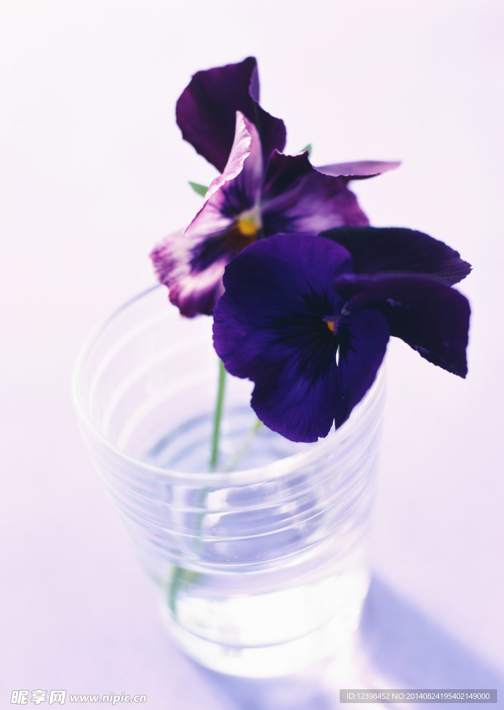 紫色蝴蝶花