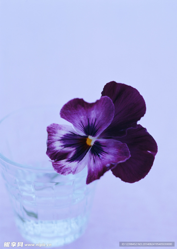 紫色蝴蝶花