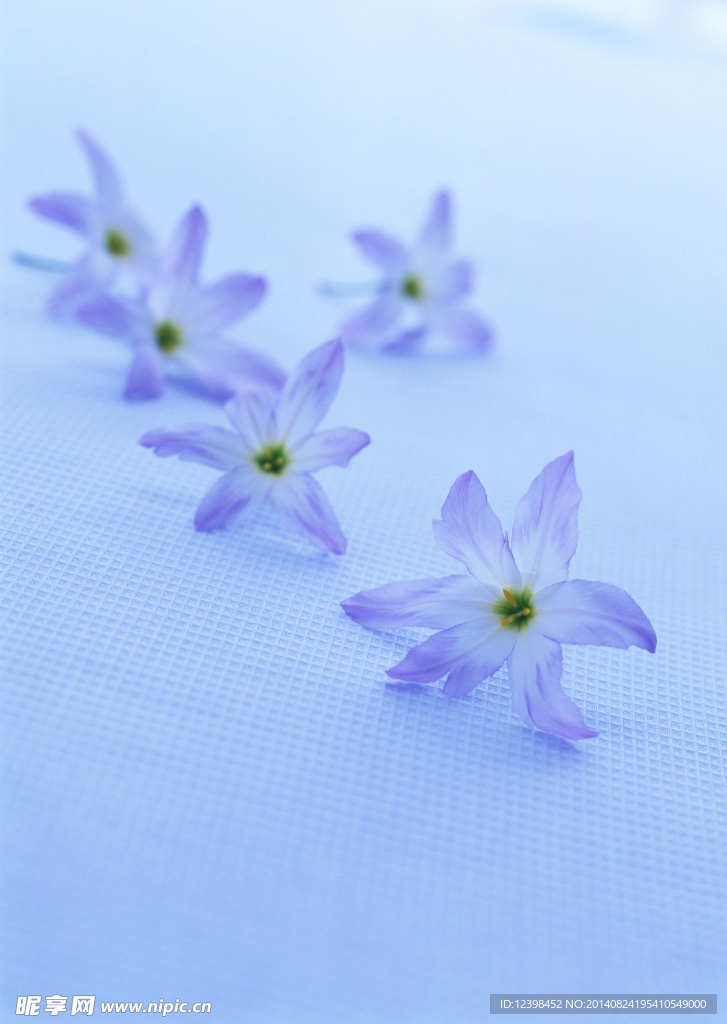 蓝色水仙花