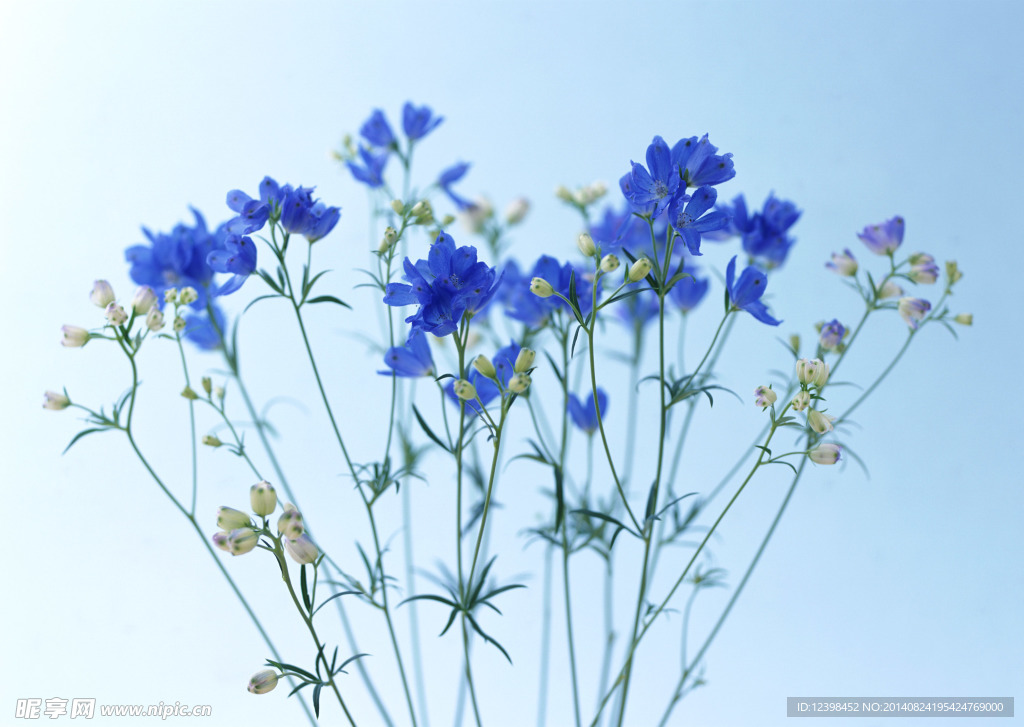 小蓝花