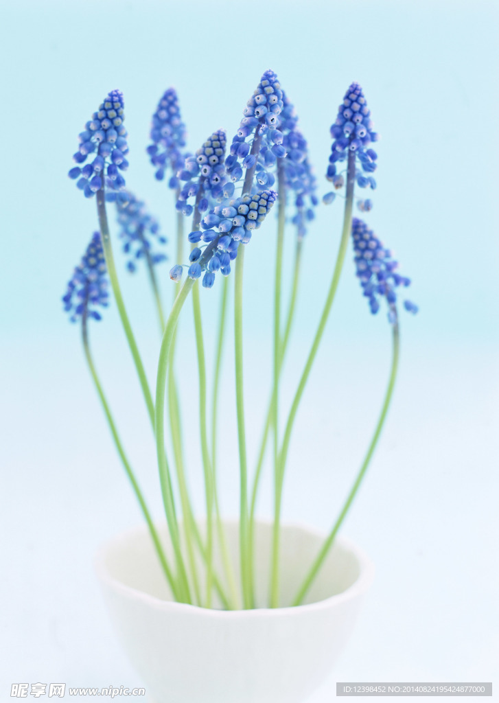 蓝色薰衣草