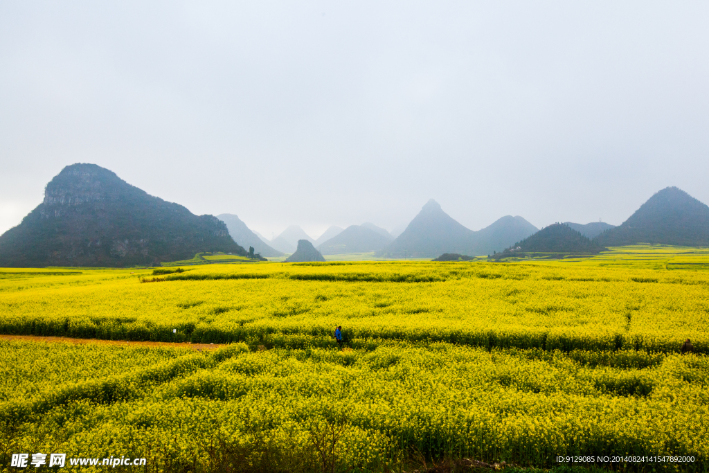 罗平油菜花