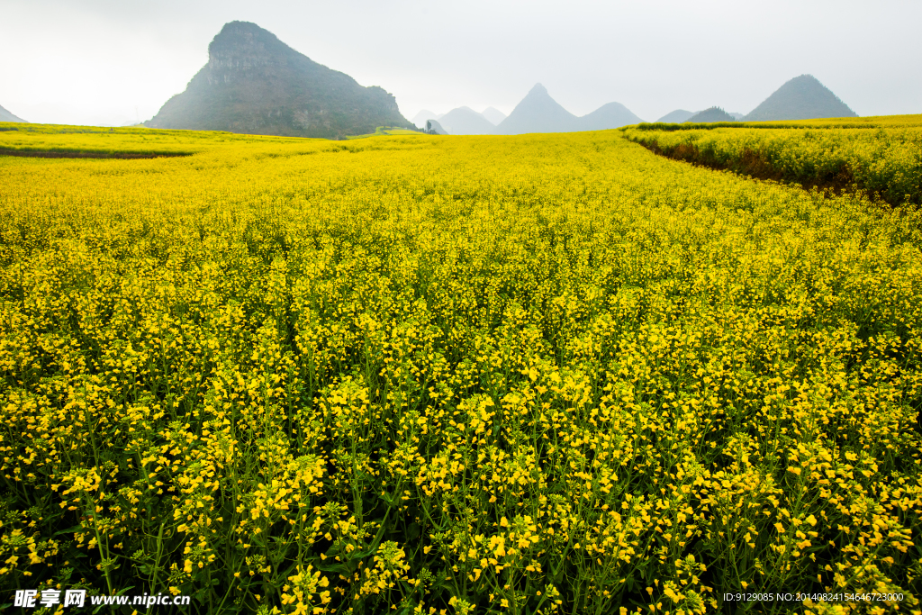 罗平油菜花