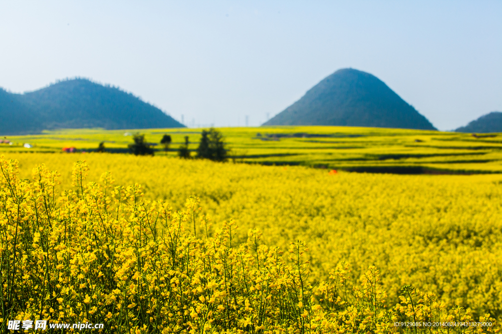 罗平油菜花