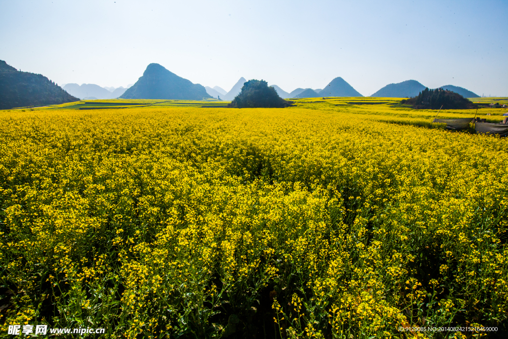 罗平油菜花