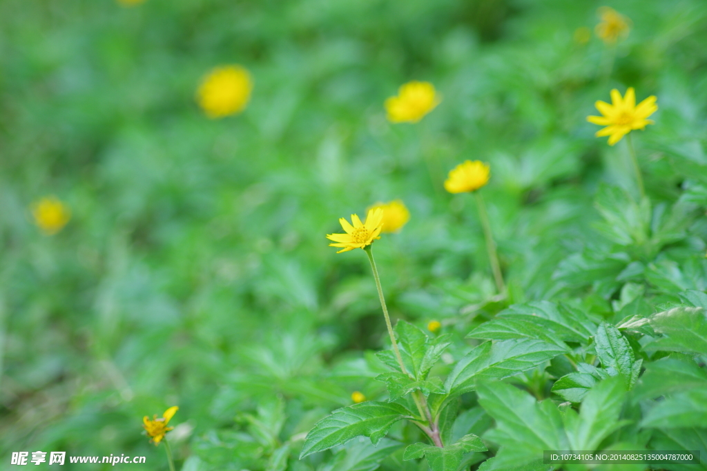 小黄花