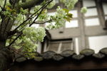 春花