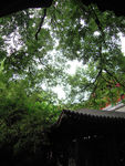 绿色风景
