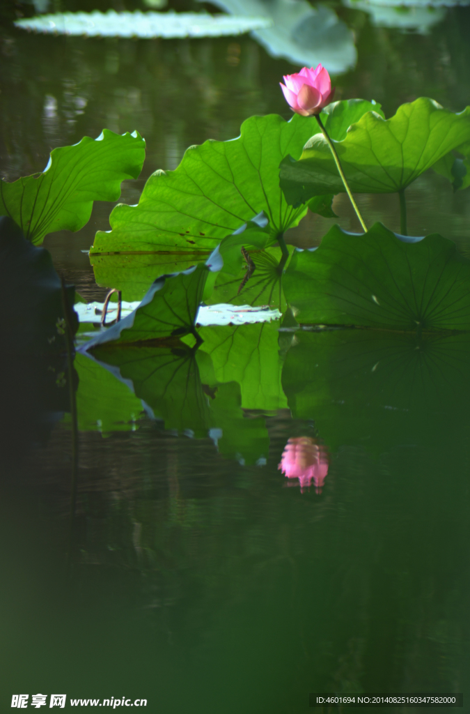 荷花
