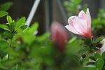 杜鹃花
