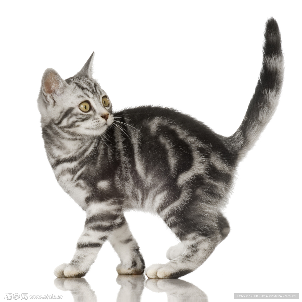 小猫