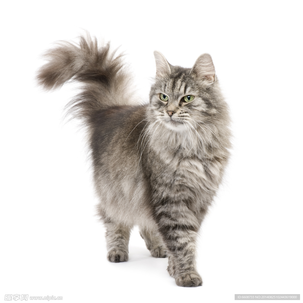 小猫