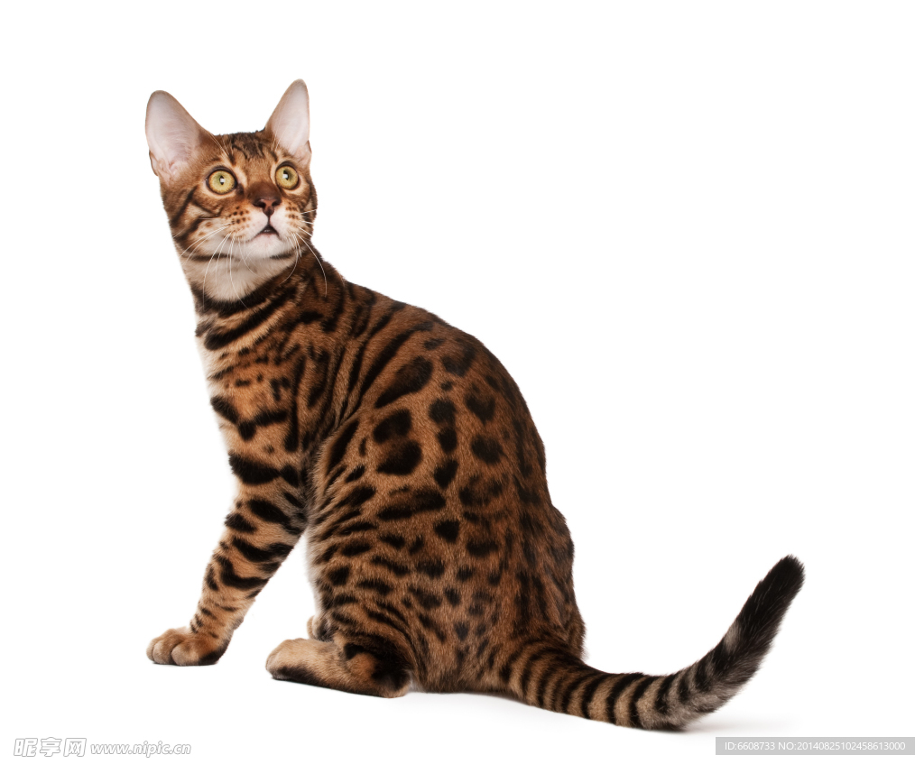 小猫