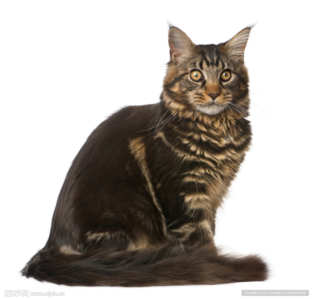 小猫