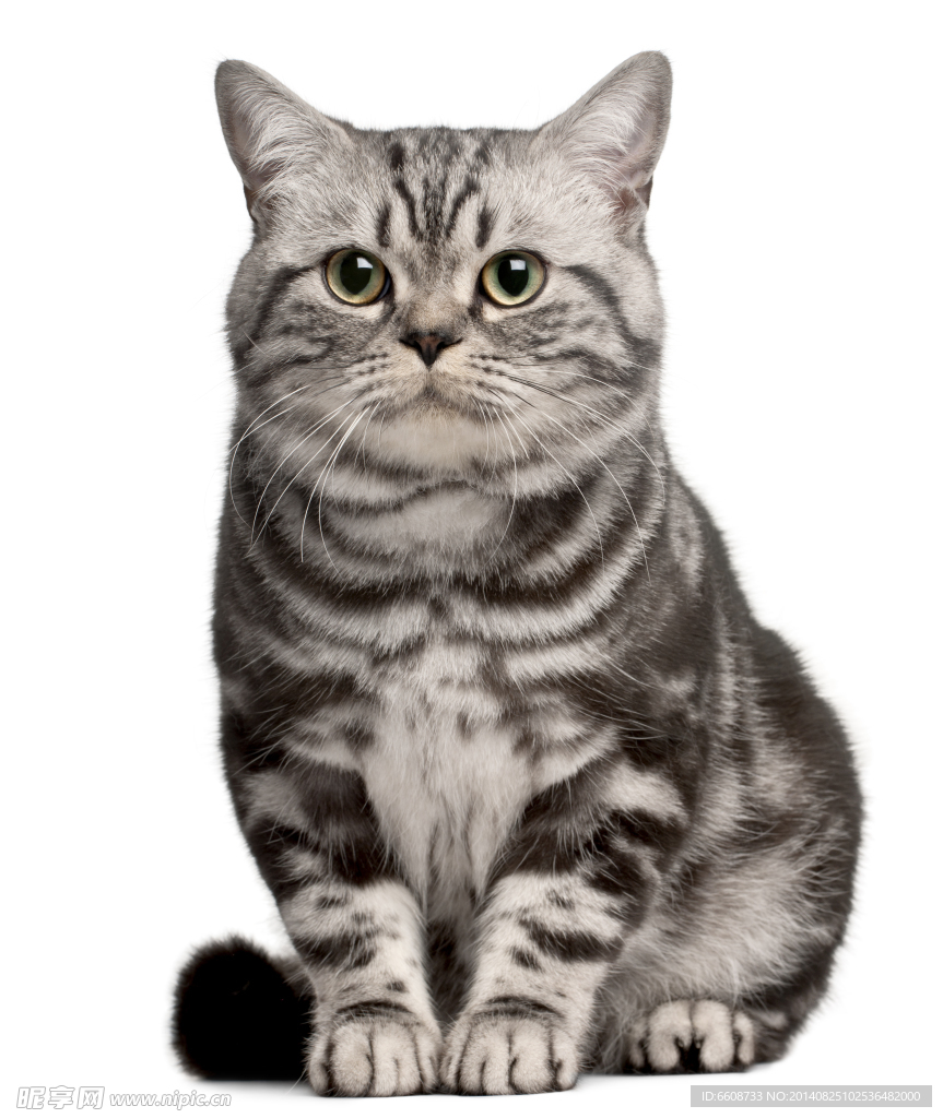 小猫
