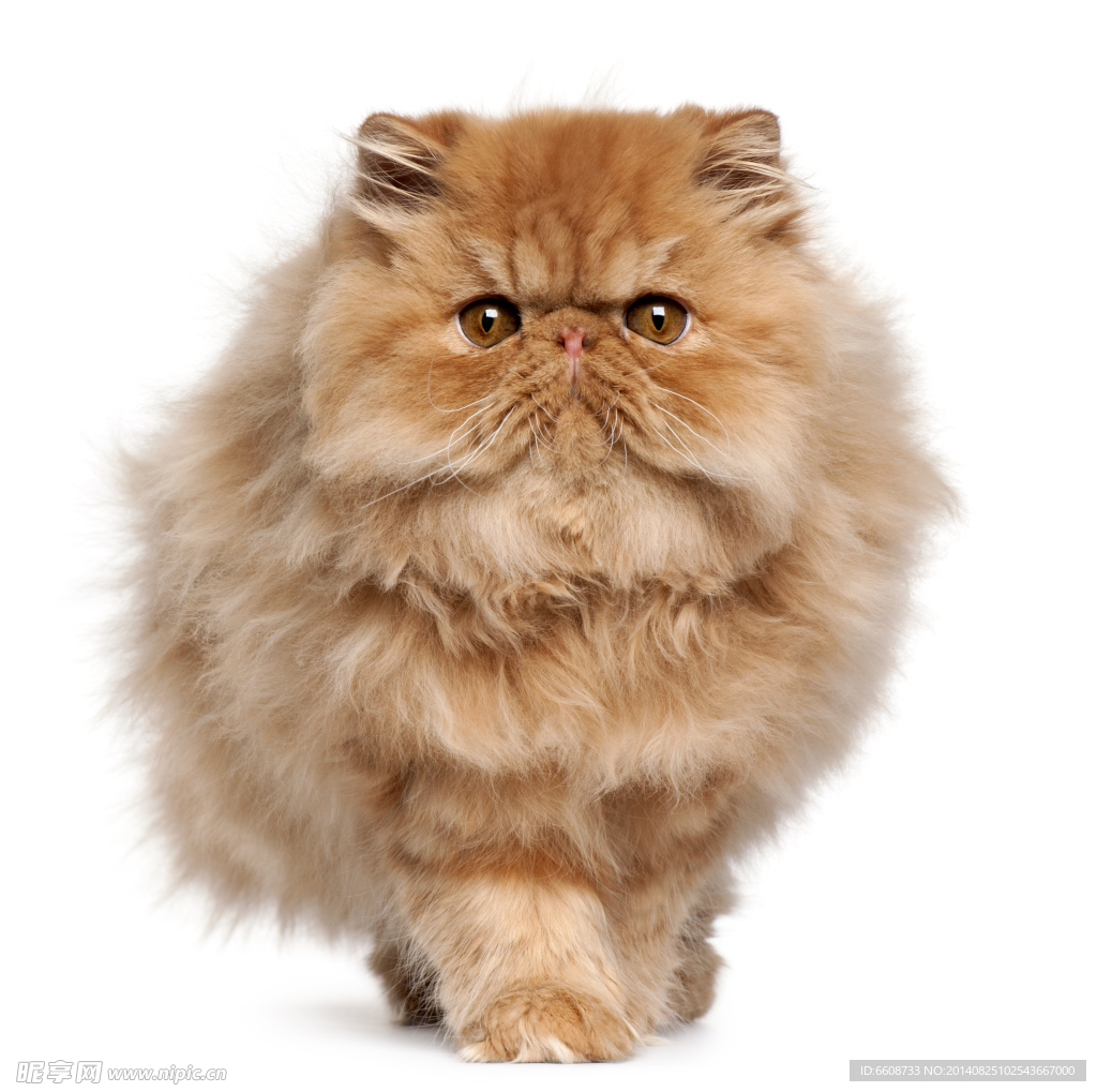小猫