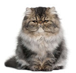 小猫